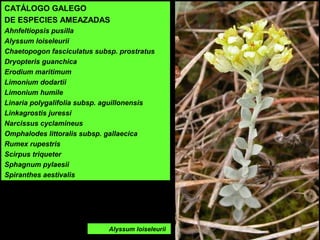 CATÁLOGO GALEGO
DE ESPECIES AMEAZADAS
Ahnfeltiopsis pusilla
Alyssum loiseleurii
Chaetopogon fasciculatus subsp. prostratus
Dryopteris guanchica
Erodium maritimum
Limonium dodartii
Limonium humile
Linaria polygalifolia subsp. aguillonensis
Linkagrostis juressi
Narcissus cyclamineus
Omphalodes littoralis subsp. gallaecica
Rumex rupestris
Scirpus triqueter
Sphagnum pylaesii
Spiranthes aestivalis
Alyssum loiseleurii
 