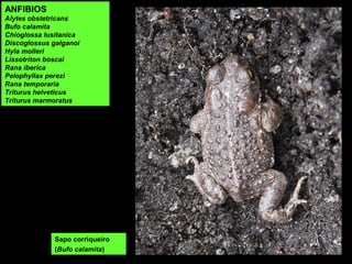 ANFIBIOS
Alytes obstetricans
Bufo calamita
Chioglossa lusitanica
Discoglossus galganoi
Hyla molleri
Lissotriton boscai
Rana iberica
Pelophyllax perezi
Rana temporaria
Triturus helveticus
Triturus marmoratus
Sapo corriqueiro
(Bufo calamita)
 