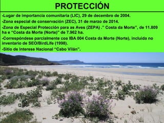 PROTECCIÓN
-Lugar de importancia comunitaria (LIC), 29 de decembro de 2004.
-Zona especial de conservación (ZEC), 31 de marzo de 2014.
-Zona de Especial Protección para as Aves (ZEPA) .” Costa da Morte”, de 11.809
ha e “Costa da Morte (Norte)” de 7.962 ha.
-Correspóndese parcialmente coa IBA 004 Costa da Morte (Norte), incluida no
inventario de SEO/BirdLife (1998).
-Sitio de Interese Nacional “Cabo Vilán”.
 