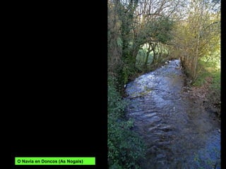 O Navia en Doncos (As Nogais)
 