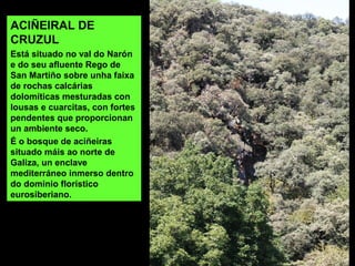 ACIÑEIRAL DE
CRUZUL
Está situado no val do Narón
e do seu afluente Rego de
San Martiño sobre unha faixa
de rochas calcárias
dolomíticas mesturadas con
lousas e cuarcitas, con fortes
pendentes que proporcionan
un ambiente seco.
É o bosque de aciñeiras
situado máis ao norte de
Galiza, un enclave
mediterráneo inmerso dentro
do dominio florístico
eurosiberiano.
 