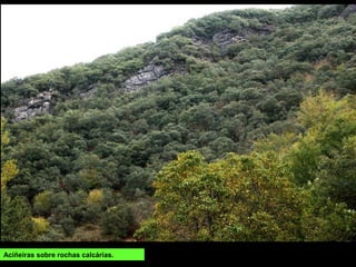 Aciñeiras sobre rochas calcárias.
 