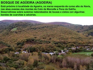 BOSQUE DE AGÜEIRA (AGOEIRA)
Está próximo á localidade da Agoeira, na marxe esquerda do curso alto do Navia,
nas abas avesías dos montes do Coto de Morcelle e Pena da Galiña.
Desenvólvese sobre outeiros redondeados de lousas e xistos con algunhas
bandas de cuarcitas e calcárias.
 