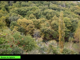 Bosque de Agüeira
 