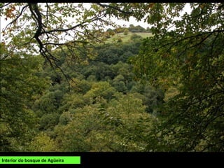 Interior do bosque de Agüeira
 