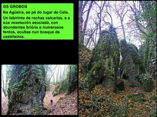 OS GROBOS
Na Agüeira, ao pé do lugar de Cela.
Un labirinto de rochas calcarias, e a
súa vexetación asociada, con
abundantes brións e numerosos
fentos, ocultas nun bosque de
castiñeiros.
 