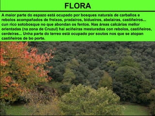 FLORA
A maior parte do espazo está ocupado por bosques naturais de carballos e
rebolos acompañados de freixos, pradairos, bidueiros, abelairas, castiñeiros...
cun rico sotobosque no que abondan os fentos. Nas áreas calcárias mellor
orientadas (na zona de Cruzul) hai aciñeiras mesturadas con rebolos, castiñeiros,
cerdeiras... Unha parte do terreo está ocupado por soutos nos que se atopan
castiñeiros de bo porte.
 