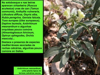 No sotobosque e nas beiras
aparecen xirbarbeira (Ruscus
aculeatus) uvas de can (Tamus
conmunis), Anthyllis vulneraria,
Lithodora diffusa, Osyris alba,
Rubia peregrina, Genista falcata,
Toxo europeo (Ulex europaeus),
Daphne laureola, Antirrhinum
meonanthum e algunhas
orquídeas pouco comúns
(Himantoglossun hircinum,
Ophrys sphegodes, Orchis
mascula)...
Destaca a presenza de especies
mediterráneas asociadas ás
rochas calcárias, algunhas pouco
comúns en Galiza.
Antirrhinum neonanthum,
unha planta típica de
terreos calcários secos.
 