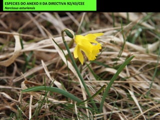 ESPECIES DO ANEXO II DA DIRECTIVA 92/43/CEE
Narcissus asturiensis
 