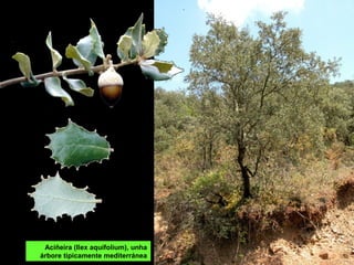 Aciñeira (Ilex aquifolium), unha
árbore tipicamente mediterránea
 