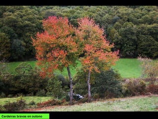 Cerdeiras bravas en outono
 