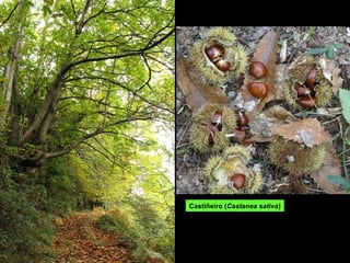 Castiñeiro (Castanea sativa)
 