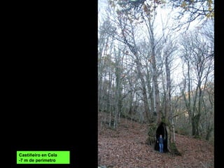 Castiñeiro en Cela
-7 m de perimetro
 