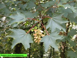 Pradairo (Acer pseudoplatanus)
 