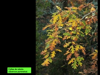 Follas de rebolo
(Quercus pyrenaica)
 