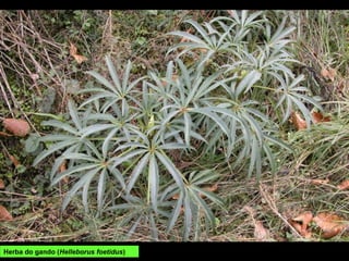 Herba do gando (Helleborus foetidus)
 