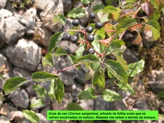 Uvas de can (Cornus sanguinea), arbusto de follas ovais que se
volven encarnadas no outono. Atópase nas sebes e beirais do bosque.
 