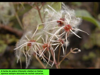 A herba do pobre (Clematis vitalba) en Galiza
aparece sempre asociada ás rochas calcarias.
 
