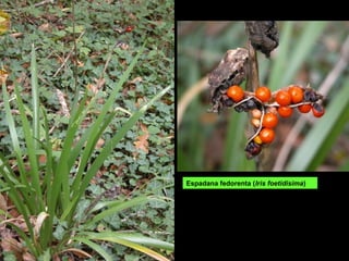 Espadana fedorenta (Iris foetidisima)
 