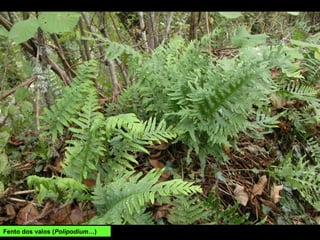 Fento dos valos (Polipodium…)
 