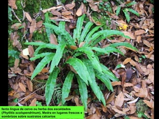 fento lingua de cervo ou herba dos escaldados
(Phyllitis scolopendrinum). Medra en lugares frescos e
sombrizos sobre sustratos calcarios
 