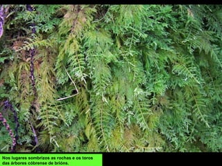 Nos lugares sombrizos as rochas e os toros
das árbores cóbrense de brións.
 