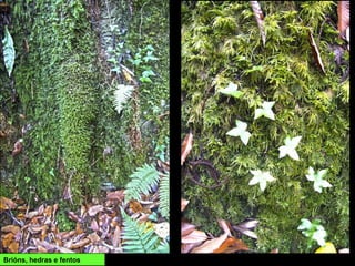 Brións, hedras e fentos
 