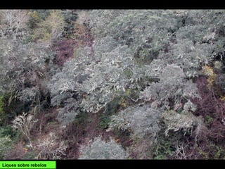 Liques sobre rebolos
 