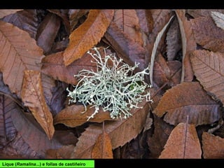 Lique (Ramalina...) e follas de castiñeiro
 