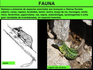 FAUNA
Destaca a presenza de especies asociadas aos bosques e ribeiras fluviais:
xabarín, corzo, raposo, furafollas, leirón, lontra, toupa de río, morcegos, merlo
rieiro, ferreiriños, paporrubios, ras, sapos, salamántigas, saramagantas e unha
gran variedade de invertebrados, en especial insectos.
Leirón
Lagarto das silveiras
 