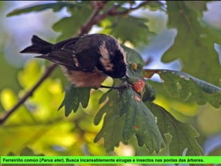 Ferreiriño común (Parus ater). Busca incansablemente eirugas e insectos nas ponlas das árbores.
 