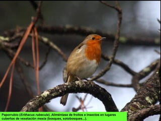 Paporrubio (Erithacus rubecula). Aliméntase de froitos e insectos en lugares
cubertos de vexetación mesta (bosques, sotobosques...).
 