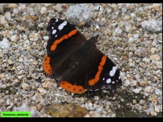 Vanessa atalanta
 