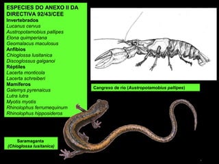 ESPECIES DO ANEXO II DA
DIRECTIVA 92/43/CEE
Invertebrados
Lucanus cervus
Austropotamobius pallipes
Elona quimperiana
Geomalacus maculosus
Anfibios
Chioglossa lusitanica
Discoglossus galganoi
Réptiles
Lacerta monticola
Lacerta schreiberi
Mamíferos
Galemys pyrenaicus
Lutra lutra
Myotis myotis
Rhinolophus ferrumequinum
Rhinolophus hipposideros
Cangrexo de río (Austropotamobius pallipes)
Saramaganta
(Chioglossa lusitanica)
 