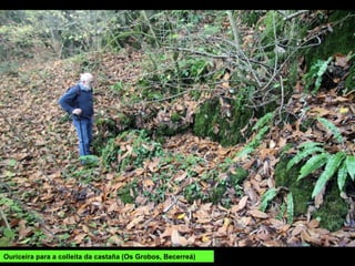 Ouriceira para a colleita da castaña (Os Grobos, Becerreá)
 