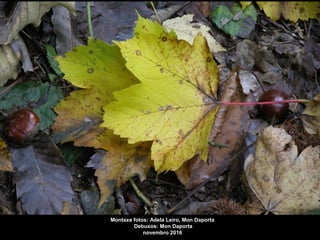 Montaxe fotos: Adela Leiro, Mon Daporta
Debuxos: Mon Daporta
novembro 2016
 