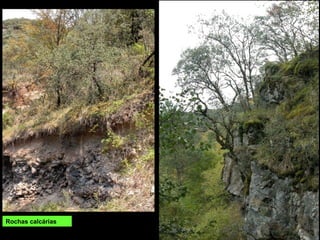 Rochas calcárias
 