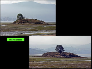 Illas Alvedosas
 