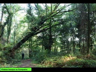 Vilaboa bosque na Xunqueira
 