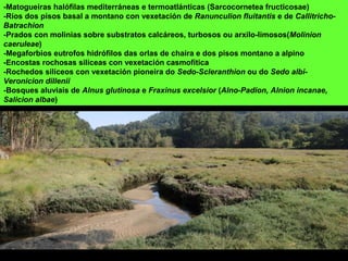 -Matogueiras halófilas mediterráneas e termoatlánticas (Sarcocornetea fructicosae)
-Ríos dos pisos basal a montano con vexetación de Ranunculion fluitantis e de Callitricho-
Batrachion
-Prados con molinias sobre substratos calcáreos, turbosos ou arxilo-limosos(Molinion
caeruleae)
-Megaforbios eutrofos hidrófilos das orlas de chaira e dos pisos montano a alpino
-Encostas rochosas silíceas con vexetación casmofítica
-Rochedos silíceos con vexetación pioneira do Sedo-Scleranthion ou do Sedo albi-
Veronicion dillenii
-Bosques aluviais de Alnus glutinosa e Fraxinus excelsior (Alno-Padion, Alnion incanae,
Salicion albae)
 