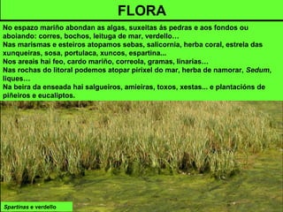 Spartinas e verdello
FLORA
No espazo mariño abondan as algas, suxeitas ás pedras e aos fondos ou
aboiando: corres, bochos, leituga de mar, verdello…
Nas marismas e esteiros atopamos sebas, salicornia, herba coral, estrela das
xunqueiras, sosa, portulaca, xuncos, espartina...
Nos areais hai feo, cardo mariño, correola, gramas, linarias…
Nas rochas do litoral podemos atopar pirixel do mar, herba de namorar, Sedum,
liques…
Na beira da enseada hai salgueiros, amieiras, toxos, xestas... e plantacións de
piñeiros e eucaliptos.
 