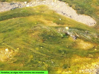 Verdellos, as algas máis comúns nas enseadas
 