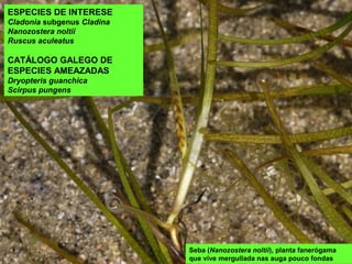 Seba (Nanozostera noltii), planta fanerógama
que vive mergullada nas auga pouco fondas
ESPECIES DE INTERESE
Cladonia subgenus Cladina
Nanozostera noltii
Ruscus aculeatus
CATÁLOGO GALEGO DE
ESPECIES AMEAZADAS
Dryopteris guanchica
Scirpus pungens
 