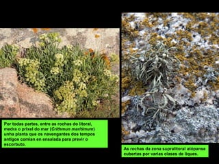 Por todas partes, entre as rochas do litoral,
medra o prixel do mar (Crithmun maritimum)
unha planta que os navengantes dos tempos
antigos comían en ensalada para previr o
escorbuto.
As rochas da zona supralitoral atópanse
cubertas por varias clases de liques.
 