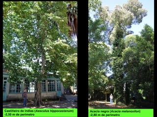 Acacia negra (Acacia melanoxilon)
-2,80 m de perímetro
Castiñeiro de indias (Aesculus hippocastanum)
-2,50 m de perímetro
 