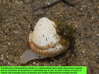O berberecho (Cerastoderma edule) é un representante típico desta área porque soporta
ben as variacións de temperatura e salinidade que se dan, ao subir e baixar a marea, no
interior das enseadas pouco profundas que reciben importanches achegas fluviais.
 