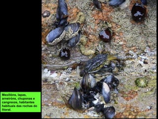 Mexillóns, lapas,
arneiróns, chuponas e
cangrexos, habitantes
habituais das rochas do
litoral.
 