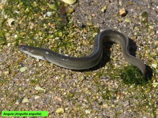 Anguía (Anguilla anguilla)
 