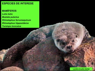 Lontra (Lutra lutra)
ESPECIES DE INTERESE
MAMÍFEROS
Lutra lutra
Mustela putorius
Rhinolophus ferrumequinum
Rhinolophus hipposideros
Tursiops truncatus
 