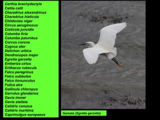 Garzota (Egretta garzetta)
Certhia brachydactyla
Cettia cetti
Charadrius alexandrinus
Charadrius hiaticula
Chlidonias niger
Circus aeruginosus
Cisticola juncidis
Columba livia
Columba palumbus
Corvus corone
Cygnus olor
Delichon urbica
Dendrocopos major
Egretta garzetta
Emberiza cirlus
Erithacus rubecula
Falco peregrinus
Falco subbuteo
Falco tinnunculus
Fulica atra
Gallinula chloropus
Garrulus glandarius
Gavia immer
Gavia stellata
Calidris canutus
Calidris maritima
Caprimulgus europaeus
 
